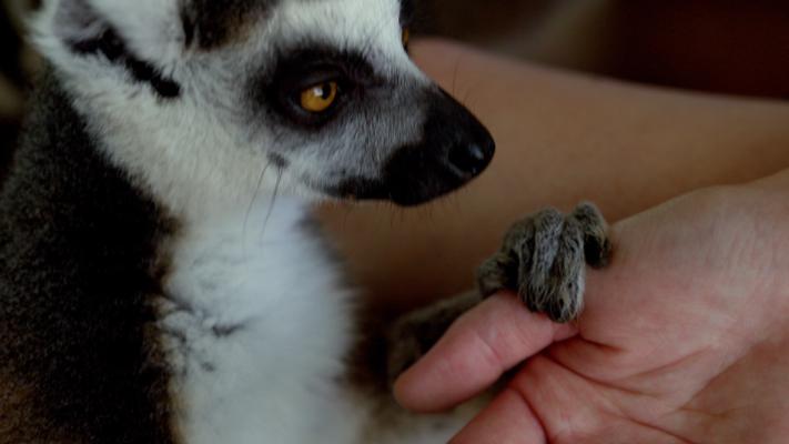 A scene involving a lemur from Annie Mitnick's film, Animal Camp.